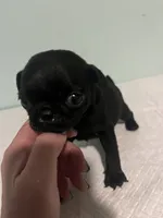 Josie, a female Pug for sale in Buchanan, GA – 1 of 4