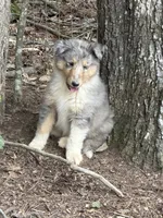 Blue, a male Collie for sale in Buchanan, GA – 2 of 5