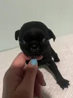 Josie, a female Pug for sale in Buchanan, GA – 2 of 4
