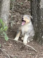 Blue, a male Collie for sale in Buchanan, GA – 5 of 5