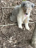 Blue, a male Collie for sale in Buchanan, GA – 4 of 5