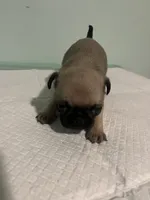 Cherio, a male Pug for sale in Buchanan, GA – 3 of 3