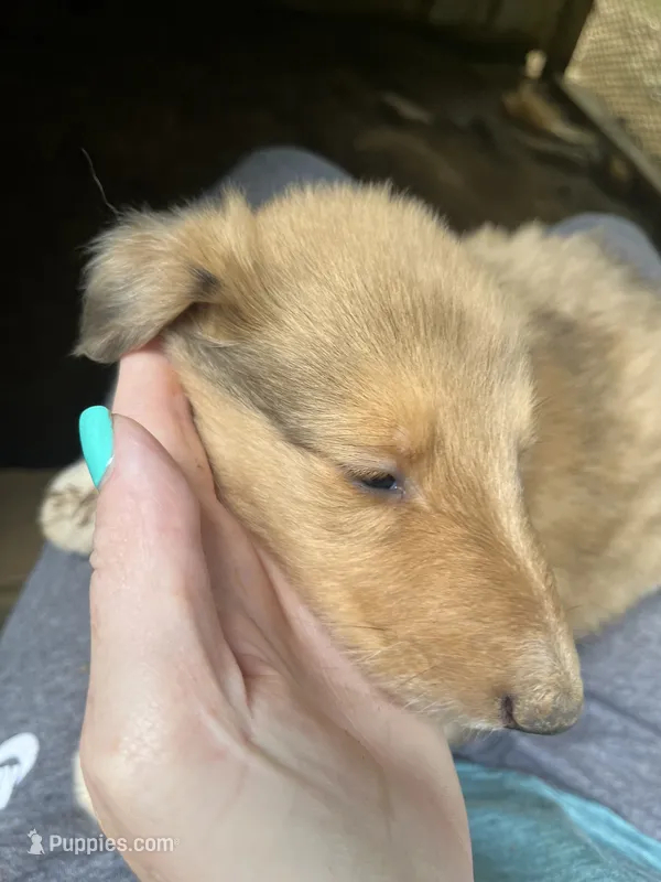 June – Collie puppy for sale in Buchanan, GA