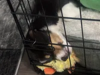 Rocko, a male Pembroke Welsh Corgi for sale in Des Moines, IA – 3 of 5