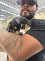 Rocko, a male Pembroke Welsh Corgi for sale in Des Moines, IA – 5 of 5