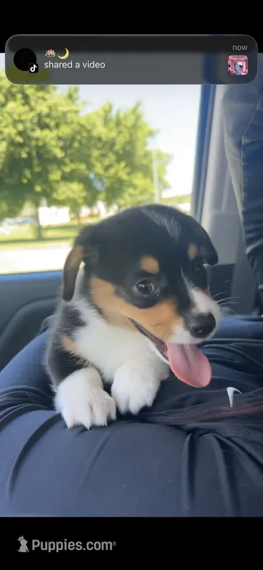 Rocko, a male Pembroke Welsh Corgi for sale in Des Moines, IA – 1 of 5