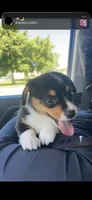 Rocko, a male Pembroke Welsh Corgi for sale in Des Moines, IA – 1 of 5