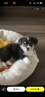 Rocko, a male Pembroke Welsh Corgi for sale in Des Moines, IA – 2 of 5