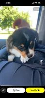 Rocko, a male Pembroke Welsh Corgi for sale in Des Moines, IA – 4 of 5