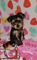 Molly, a female Yorkshire Terrier for sale in Altus, OK – Photo 1 of 2