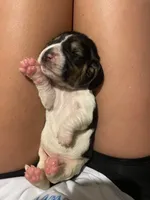 White girl , a female Basset Hound for sale in Hudson, FL – 2 of 2