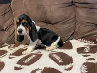 Red boy , a male Basset Hound for sale in Hudson, FL – 8 of 8