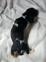 Purple girl , a female Basset Hound for sale in Hudson, FL – 3 of 3
