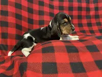 Black boy, a male Basset Hound for sale in Hudson, FL – 5 of 9