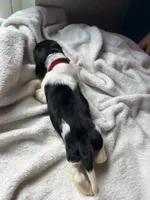 Red boy , a male Basset Hound for sale in Hudson, FL – 2 of 2