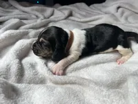 Brown boy , a male Basset Hound for sale in Hudson, FL – 2 of 3