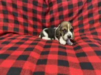 Blue boy , a male Basset Hound for sale in Hudson, FL – 4 of 10