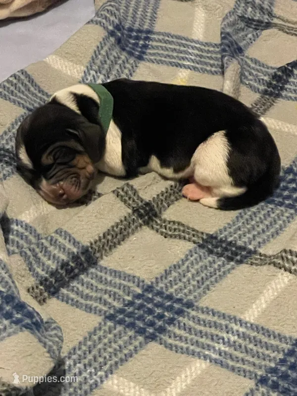 Green Boy – Basset Hound puppy for sale in Hudson, FL