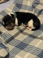 Green Boy, a male Basset Hound for sale in Hudson, FL – 1 of 3