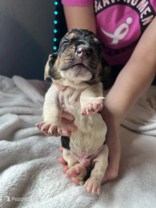Yellow boy  – Basset Hound puppy for sale in Hudson, FL