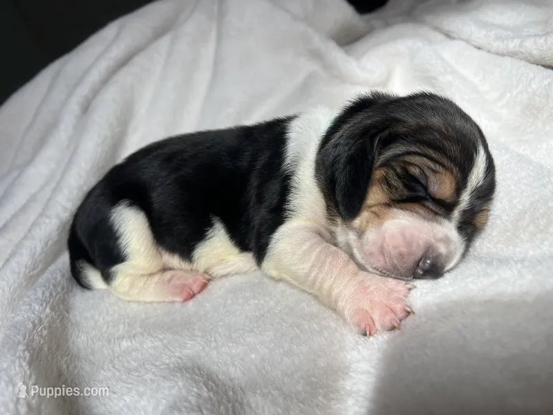 Teal boy – Basset Hound puppy for sale in Hudson, FL