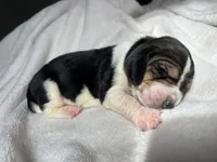 Teal boy, a male Basset Hound for sale in Hudson, FL – 1 of 2