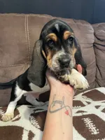 Green Boy, a male Basset Hound for sale in Hudson, FL – 8 of 10
