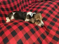 Blue boy , a male Basset Hound for sale in Hudson, FL – 7 of 10