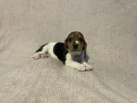 Pink girl, a female Basset Hound for sale in Hudson, FL – 7 of 9