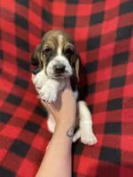 Blue boy , a male Basset Hound for sale in Hudson, FL – 5 of 10