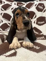 Black boy, a male Basset Hound for sale in Hudson, FL – 9 of 9