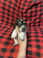 Green Boy, a male Basset Hound for sale in Hudson, FL – 5 of 10