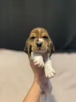 Pink girl, a female Basset Hound for sale in Hudson, FL – 6 of 9