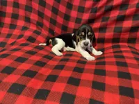 Red boy , a male Basset Hound for sale in Hudson, FL – 6 of 8