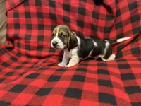 Blue boy , a male Basset Hound for sale in Hudson, FL – 6 of 10