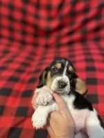 Red boy , a male Basset Hound for sale in Hudson, FL – 4 of 8