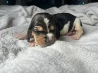 Pink girl, a female Basset Hound for sale in Hudson, FL – 2 of 3