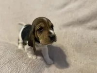 Pink girl, a female Basset Hound for sale in Hudson, FL – 4 of 9