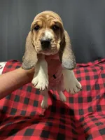 Pink girl, a female Basset Hound for sale in Hudson, FL – 9 of 9