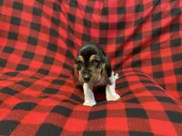 Yellow boy , a male Basset Hound for sale in Hudson, FL – 8 of 10