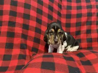 Black boy, a male Basset Hound for sale in Hudson, FL – 4 of 9