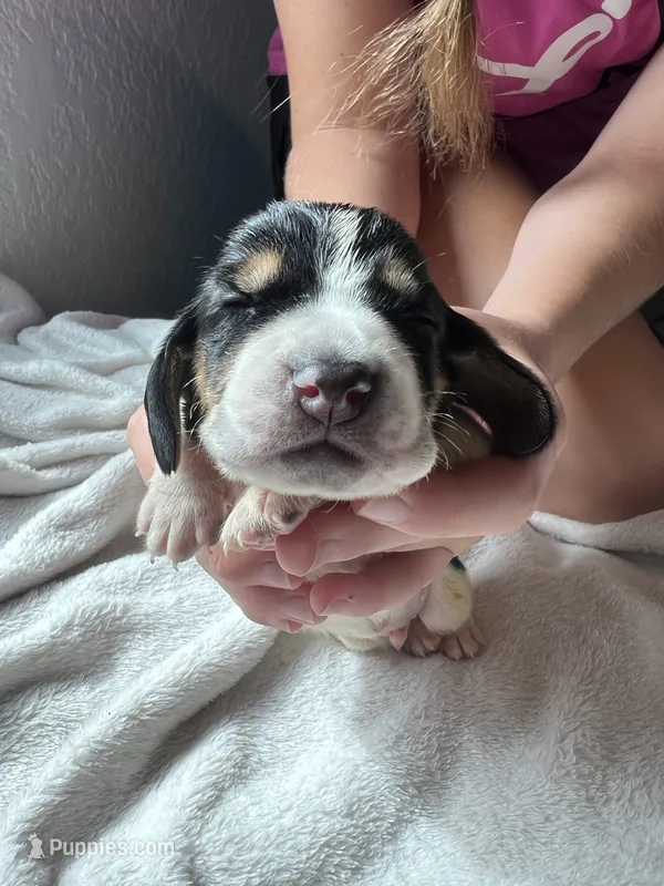 Red boy  – Basset Hound puppy for sale in Hudson, FL