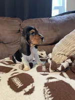 Black boy, a male Basset Hound for sale in Hudson, FL – 8 of 9