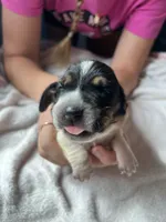 Green Boy, a male Basset Hound for sale in Hudson, FL – 3 of 3