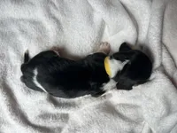 Yellow boy , a male Basset Hound for sale in Hudson, FL – 2 of 3