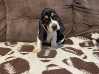 Red boy , a male Basset Hound for sale in Hudson, FL – 7 of 8