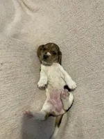 Pink girl, a female Basset Hound for sale in Hudson, FL – 5 of 9