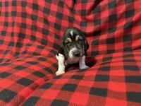Green Boy, a male Basset Hound for sale in Hudson, FL – 7 of 10