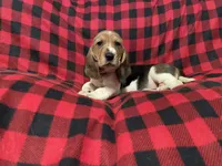 Pink girl, a female Basset Hound for sale in Hudson, FL – 8 of 9