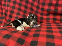 Green Boy, a male Basset Hound for sale in Hudson, FL – 4 of 10